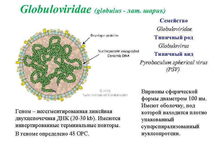 Представитель Семейства Globuloviridae
